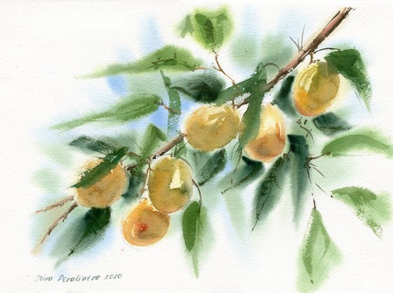 Apricots watercolor original art fruit on the tree medium decor for busines art gift for her