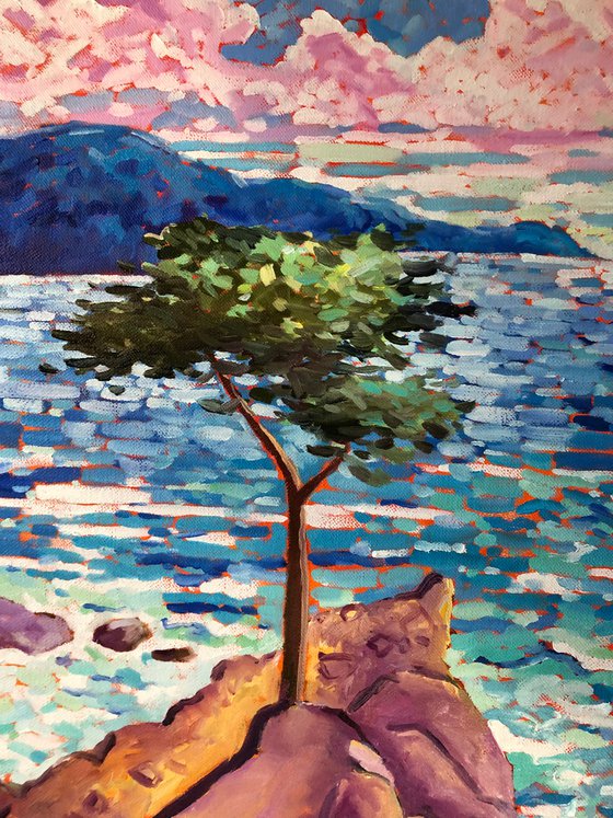 Monterey Cypress
