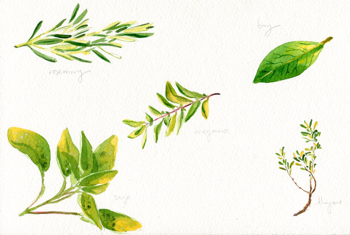 Herbs by Hannah Clark