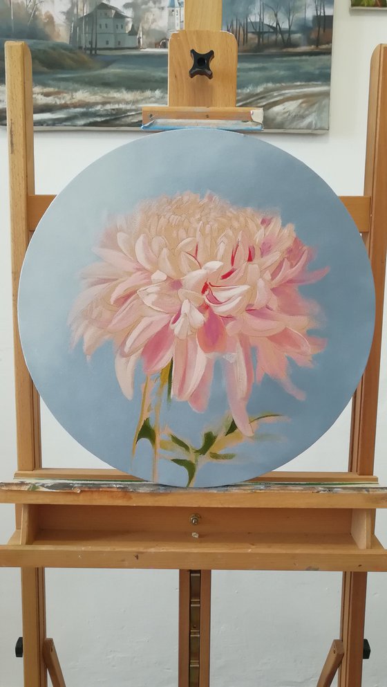 Chrysanthemum in pink