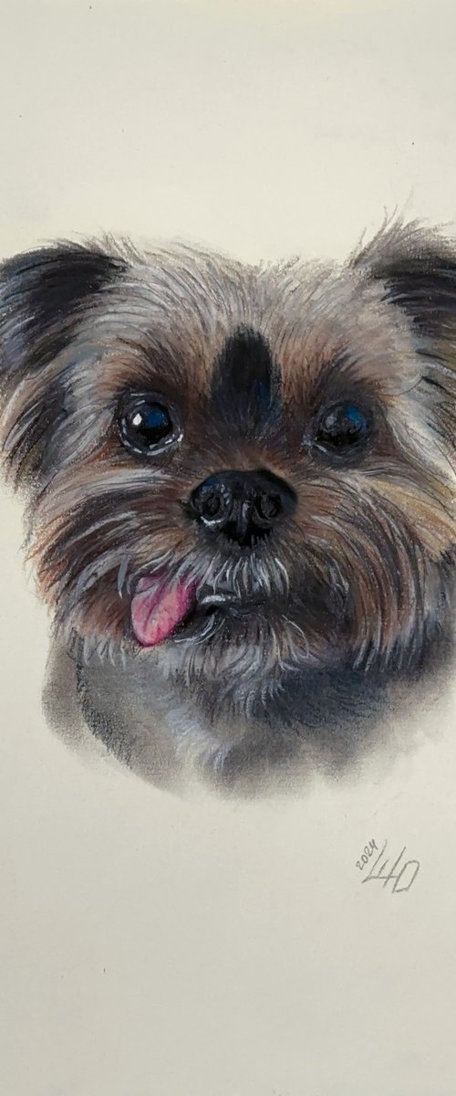 Yorkshire Terrier dog with Charming smile by Julia Shilo