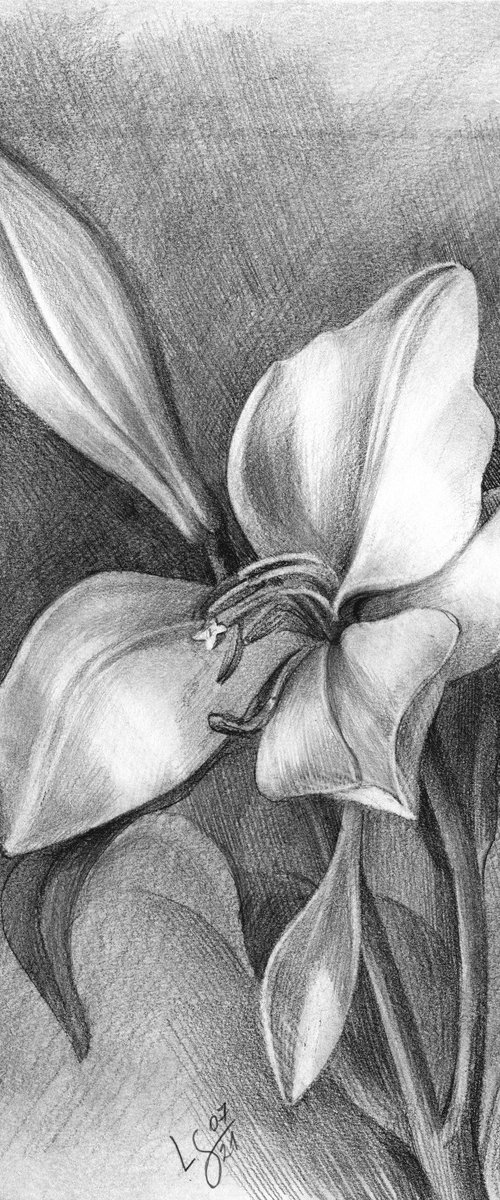 Lily, bud and wilted flower, pencil drawing. by SVITLANA LAGUTINA