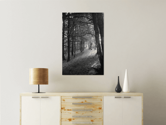Northern Woods 9 - Unmounted (30x20in)