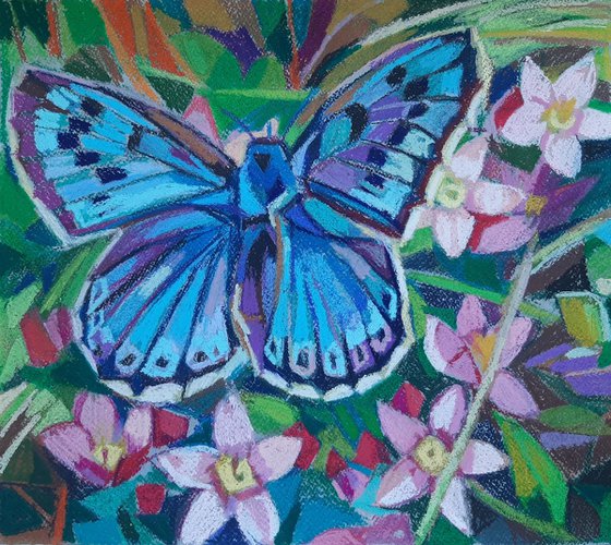 Butterfly  1