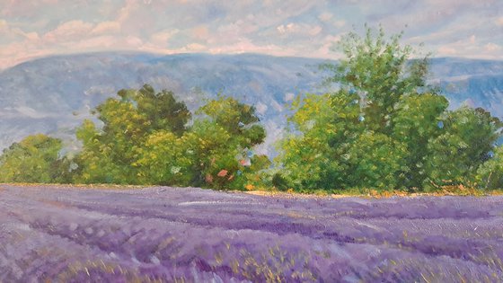 Lavande fields in Provence