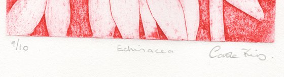 Echinacea 9-10