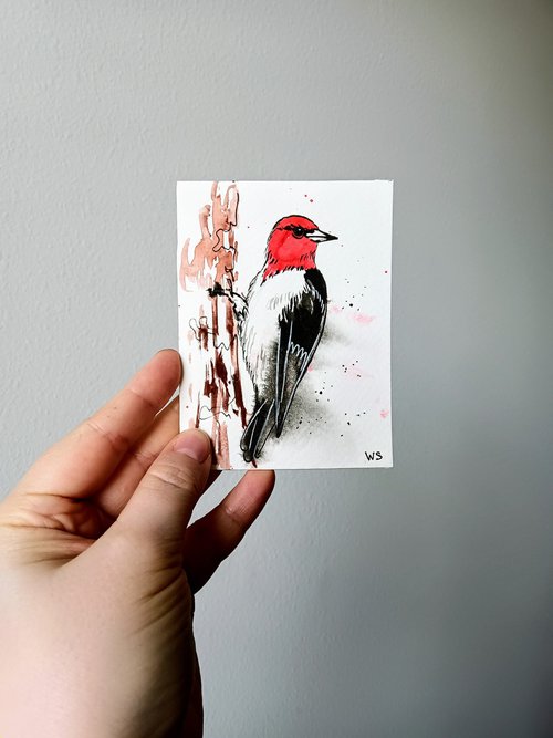 Red-headed woodpecker #2 by Svetlana Wittmann