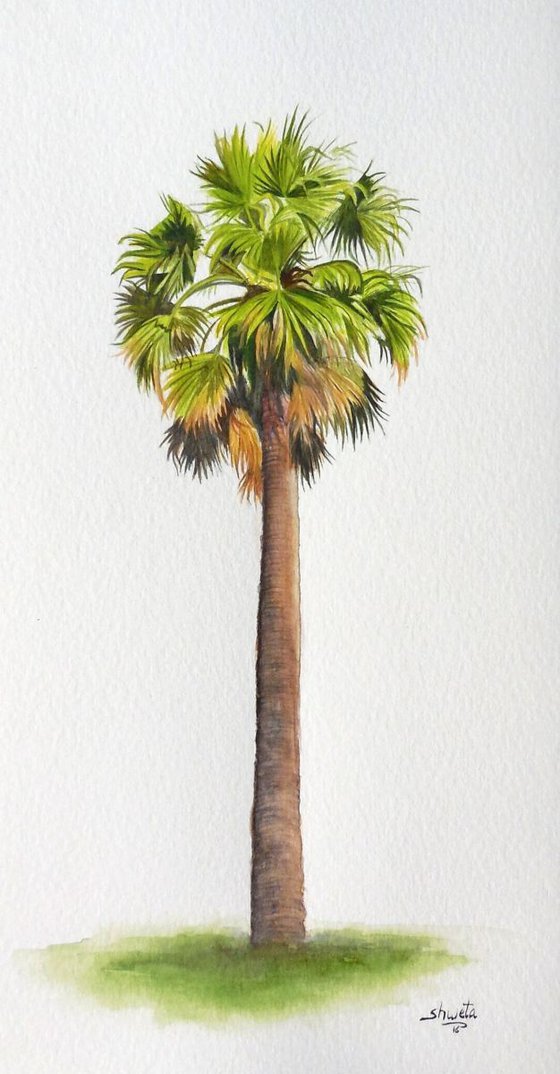 Palm Tree