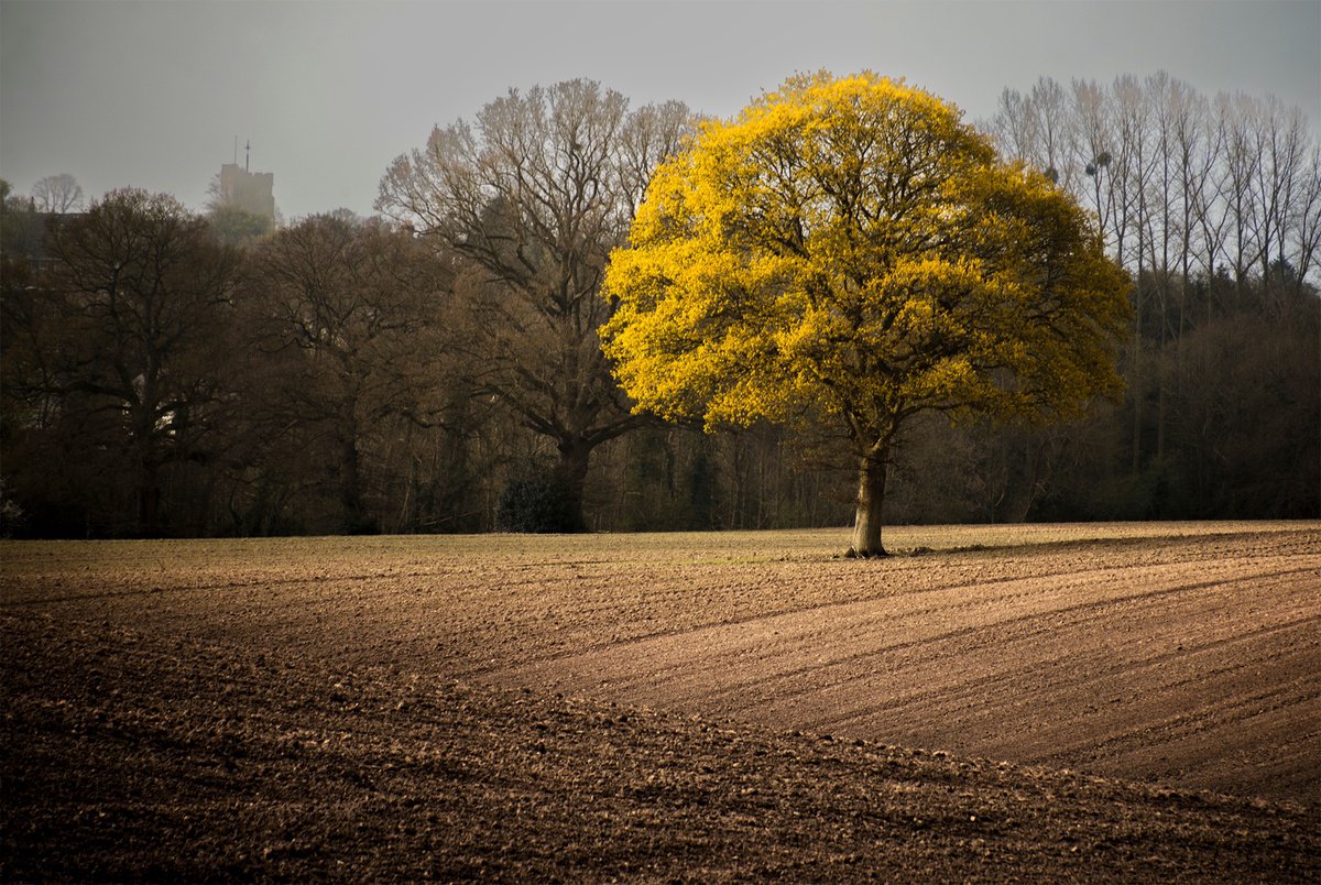 Golden Oak by Adam Regan