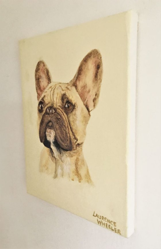 French Bulldog