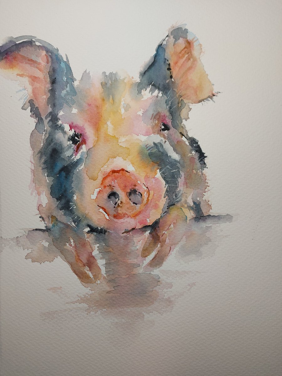 Pig portrait by Sue  Green