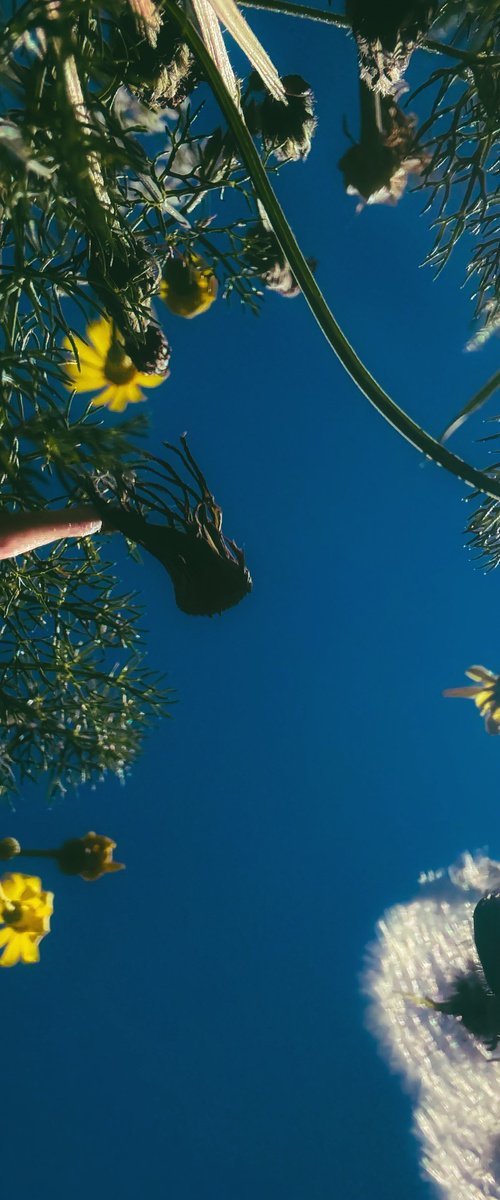 Flowers to the sky by Nektaria Thalia