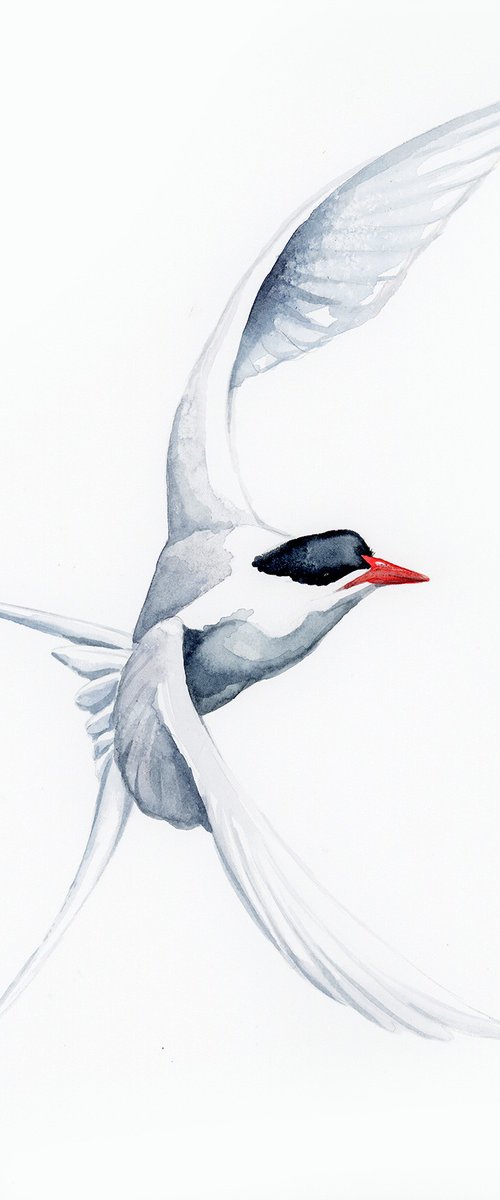 Whiskered tern by Karolina Kijak