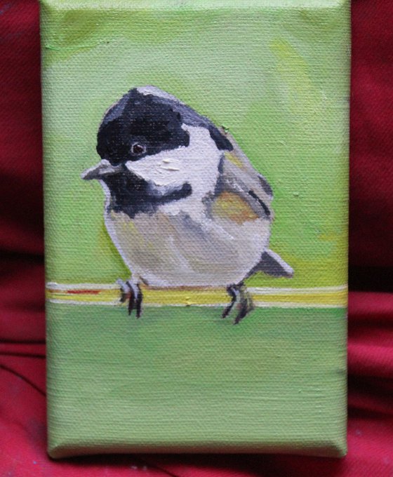 Wee Coal Tit