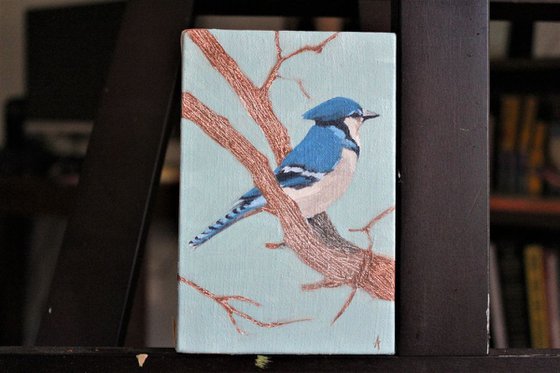 Song birds - Blue Jay