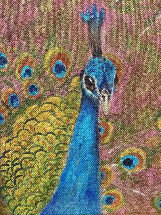 Peacock on Pink