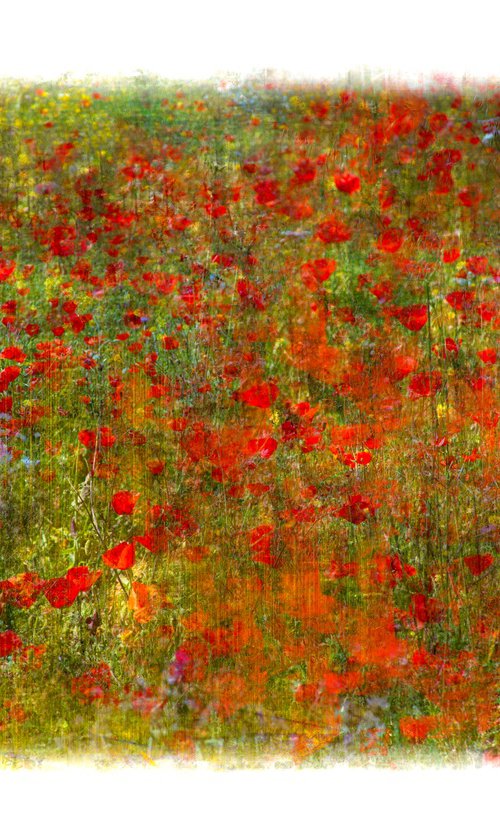 Poppy Red by Louise O'Gorman