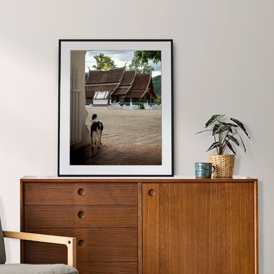 Temple Dogs of Laos No.4