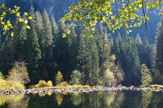 Merced River Reflections