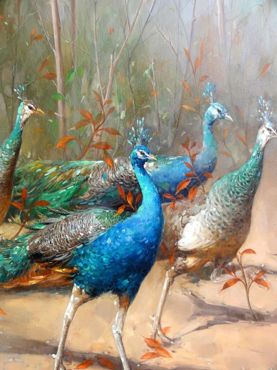 Beautiful peacocks