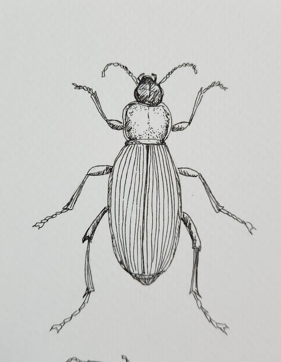 Rough-lipped Darkling Beetle