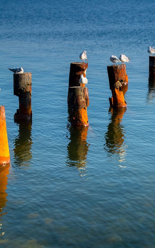 Seagulls. by Valerix