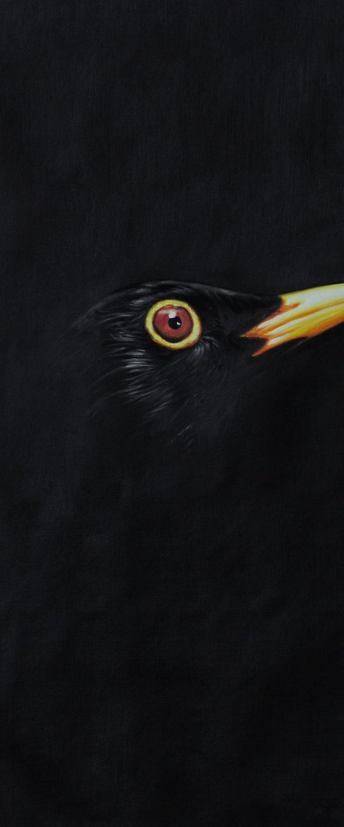 Blackbird by Mr Strange