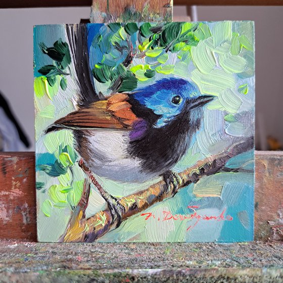 Fairywren bird painting