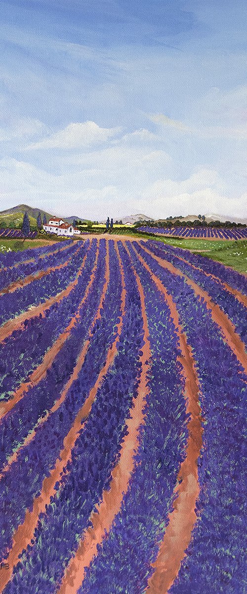 Provence Lavender by Andrew Cottrell