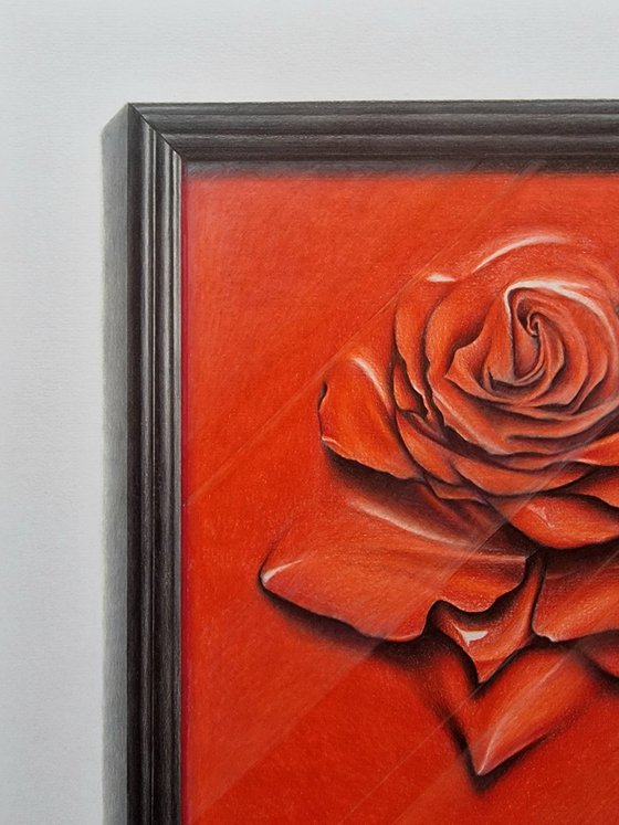 Rose behind glass within a frame