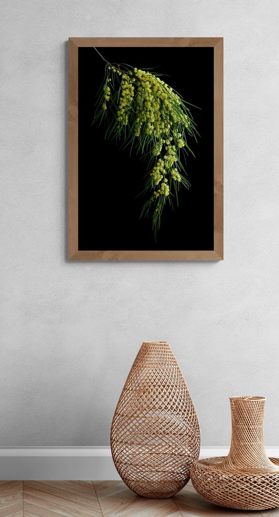 Bower Wattle