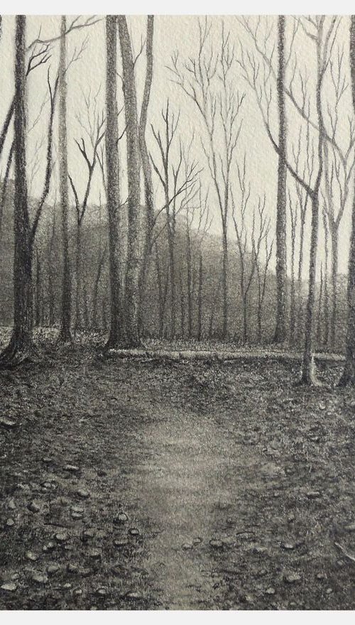 Forest Trail by Shweta  Mahajan