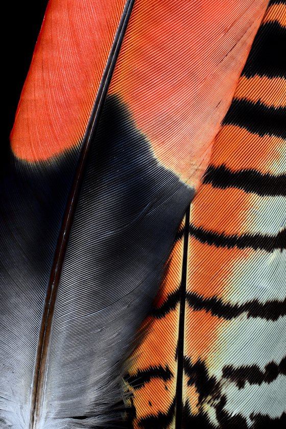 Red - Tailed Cockatoo Feathers