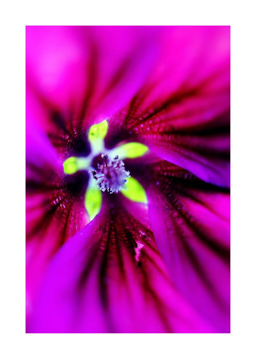 Abstract Pop Color Nature Photography 15 (LIMITED EDITION OF 15) by Richard Vloemans