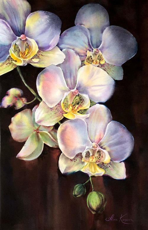 Orchids by Alina Karpova