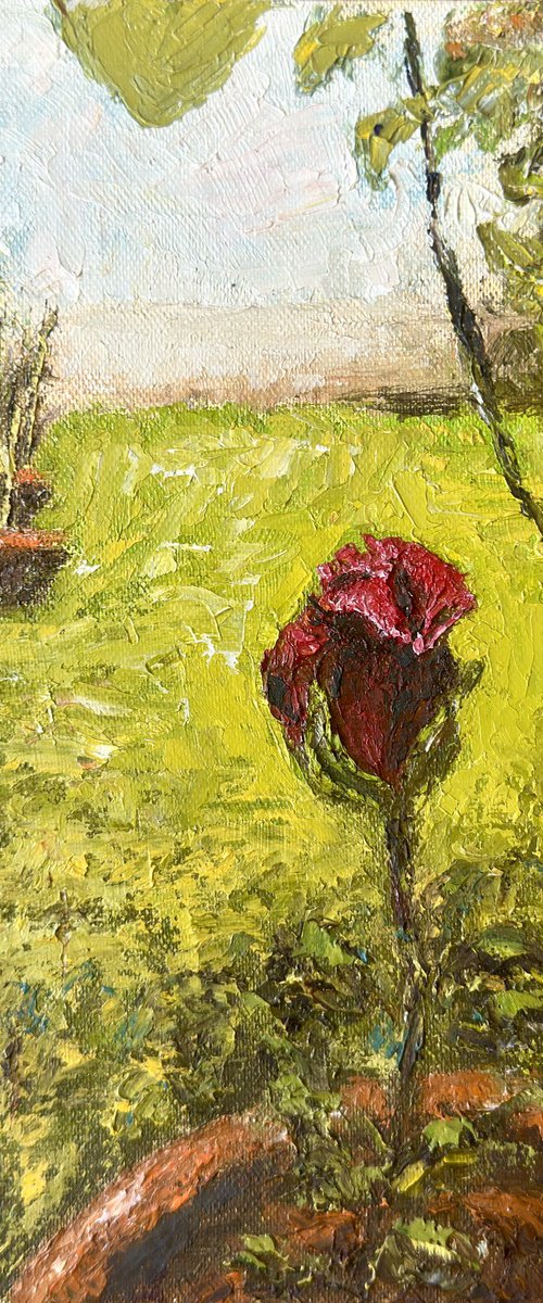 Flowers from my garden 5 by Uma  Krishnamoorthy