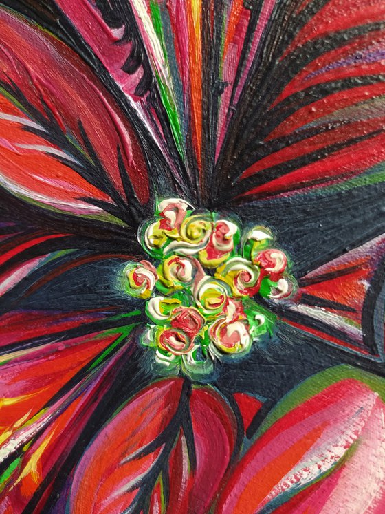 Poinsettia