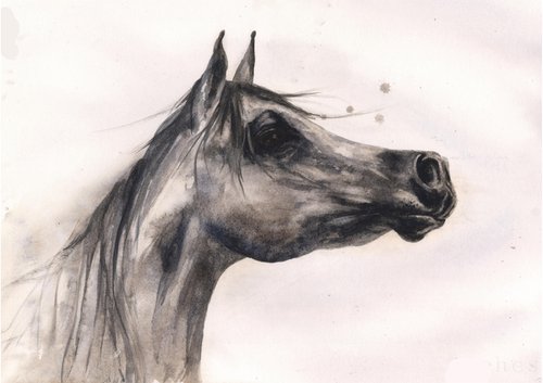 Watercolour Horse Painting - Original Grey Arab - Framed by Alison Fennell