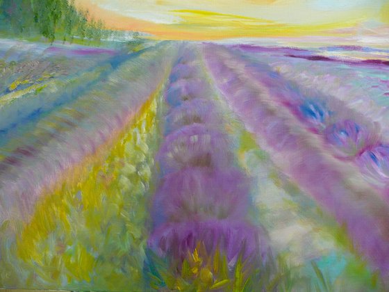 Lavender Fields 2026