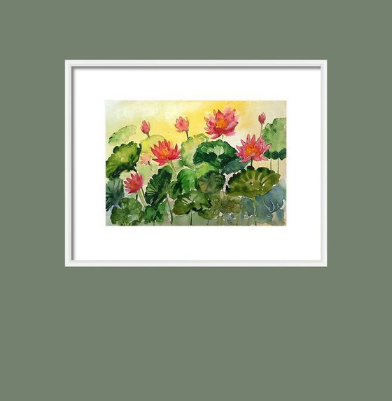 Sunset Water lilies - 1