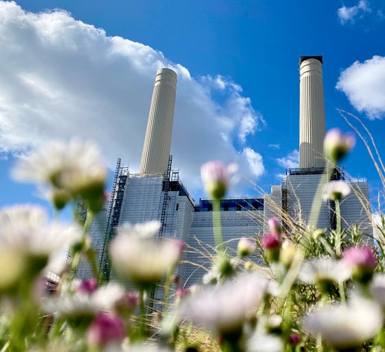 Battersea Power station : flower field 2020 1/20 12"X8"