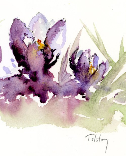 Crocuses by Alex Tolstoy