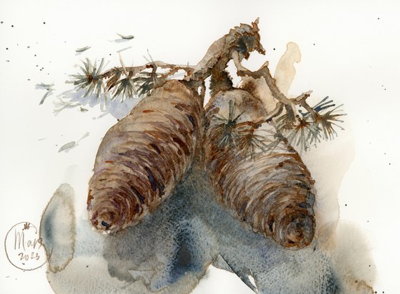 Still life with cedar cones. Details of nature