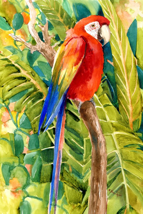 Scarlet Macaw in the Jungle