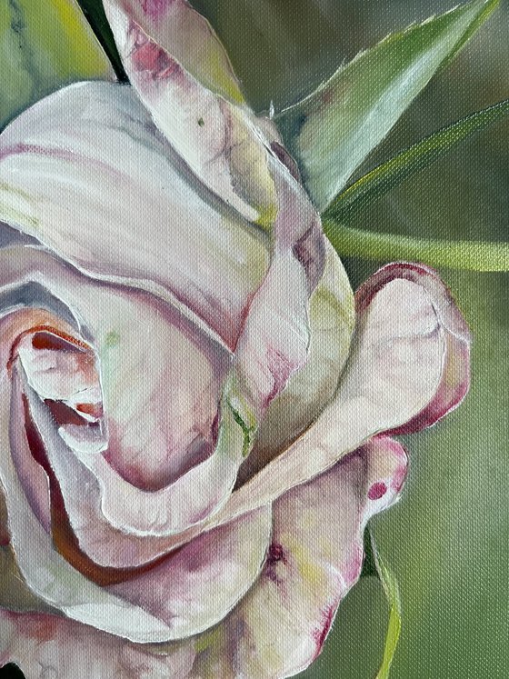 Gentle Pink Rose