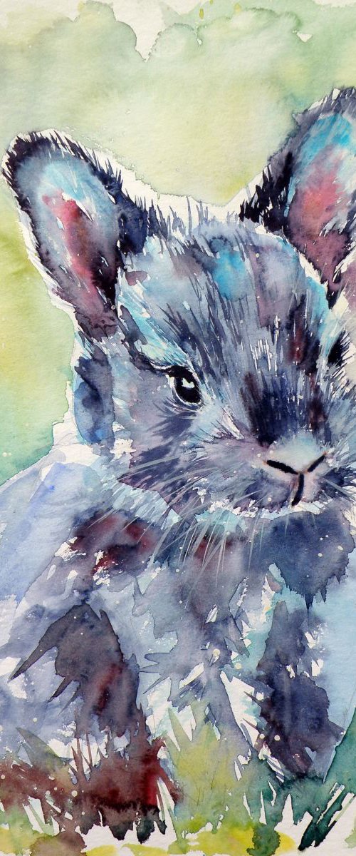Little rabbit by Kovács Anna Brigitta