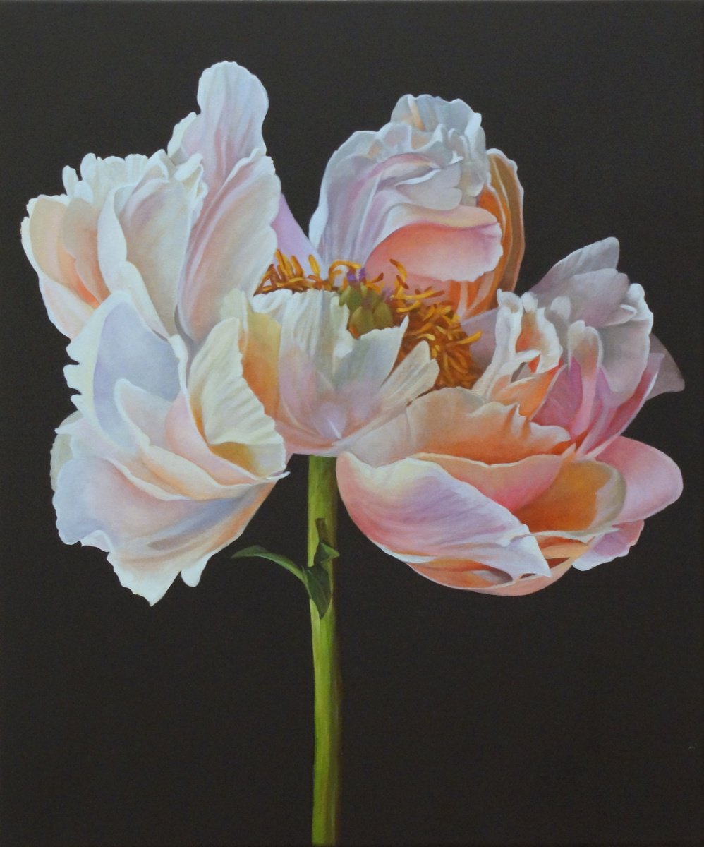 Coral Charm Peony by Sandra Michele Knight