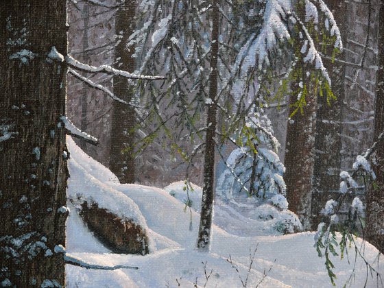 Winter in the spruce forest