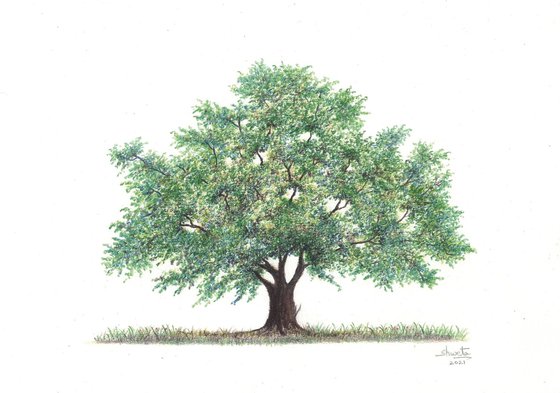 Solitary Oak Tree