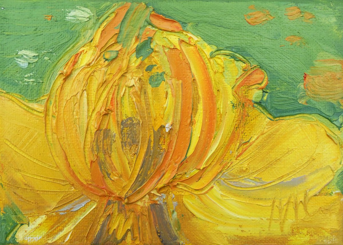 Trollius - Yellow Globeflower by Ben McInnes